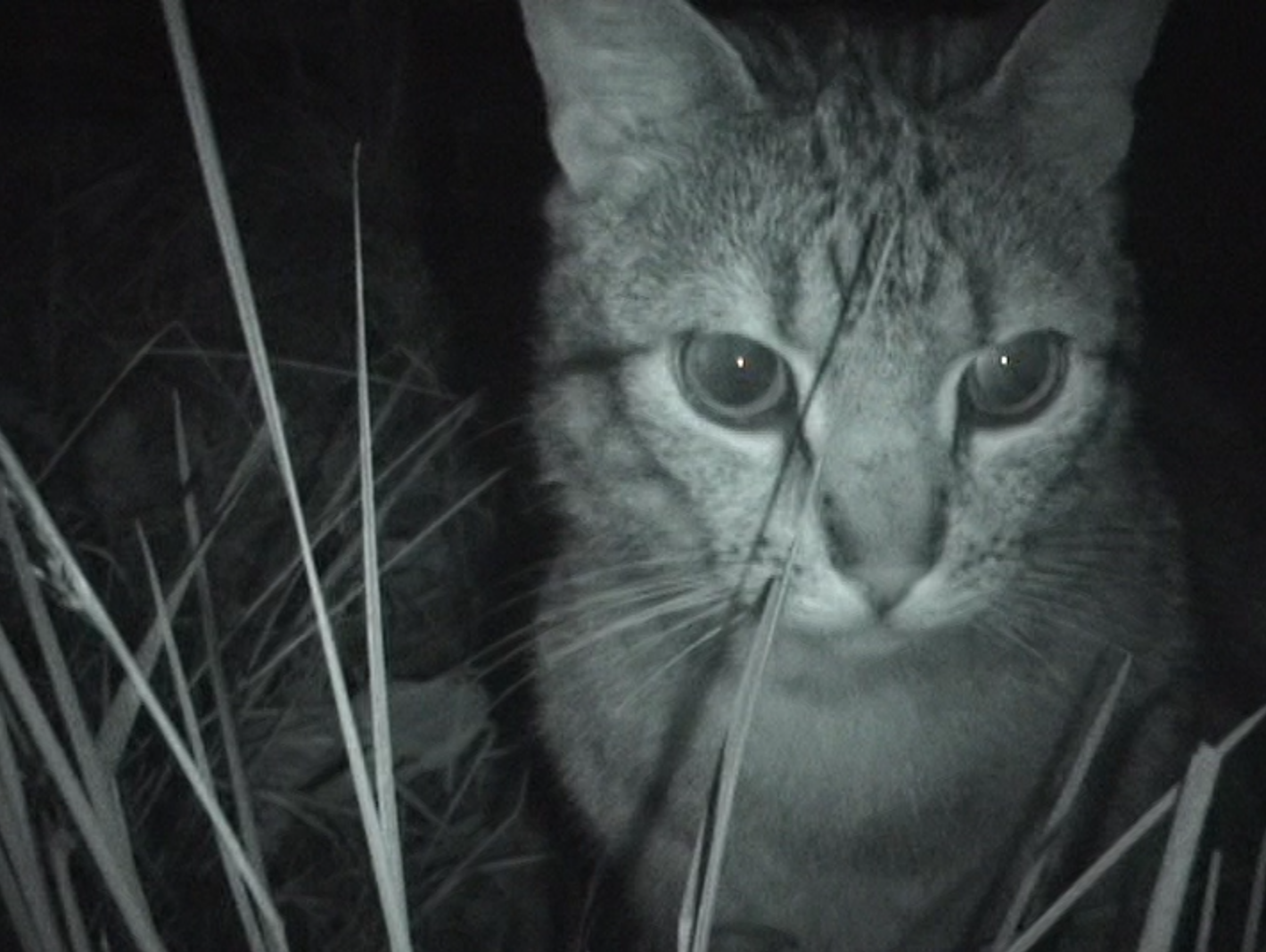 Night vision cat